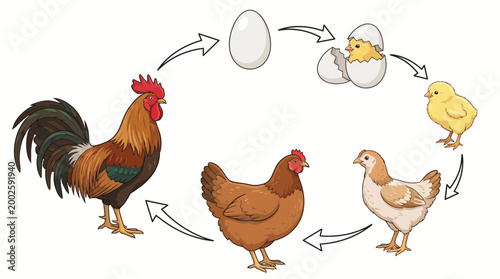 Chicken life cycle showing egg, hatching chick, young pullet, hen and rooster in a circular diagram with arrows, perfect for educational biology materials, farming and science projects
