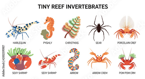 Foto Tiny reef invertebrates marine life.