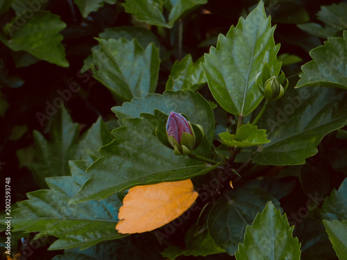 Purple Hibiscus Bud and Yellow Fallen Petal on Fresh Green Tropical Leaves