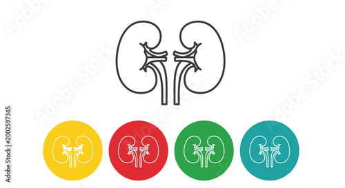 Human kidneys outline vector illustration set with colorful medical health icons and anatomical design elements.