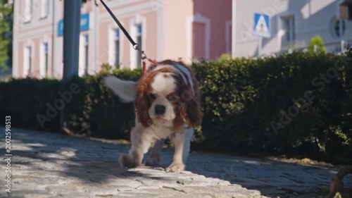 Closeup of woman and Cavalier King Charles Spaniel walking on leash along cobblestone street, capturing everyday urban lifestyle and pet companionship in Slovenia