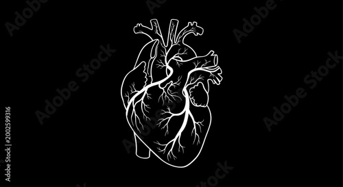 Detailed anatomical human heart sketch illustration on black background.