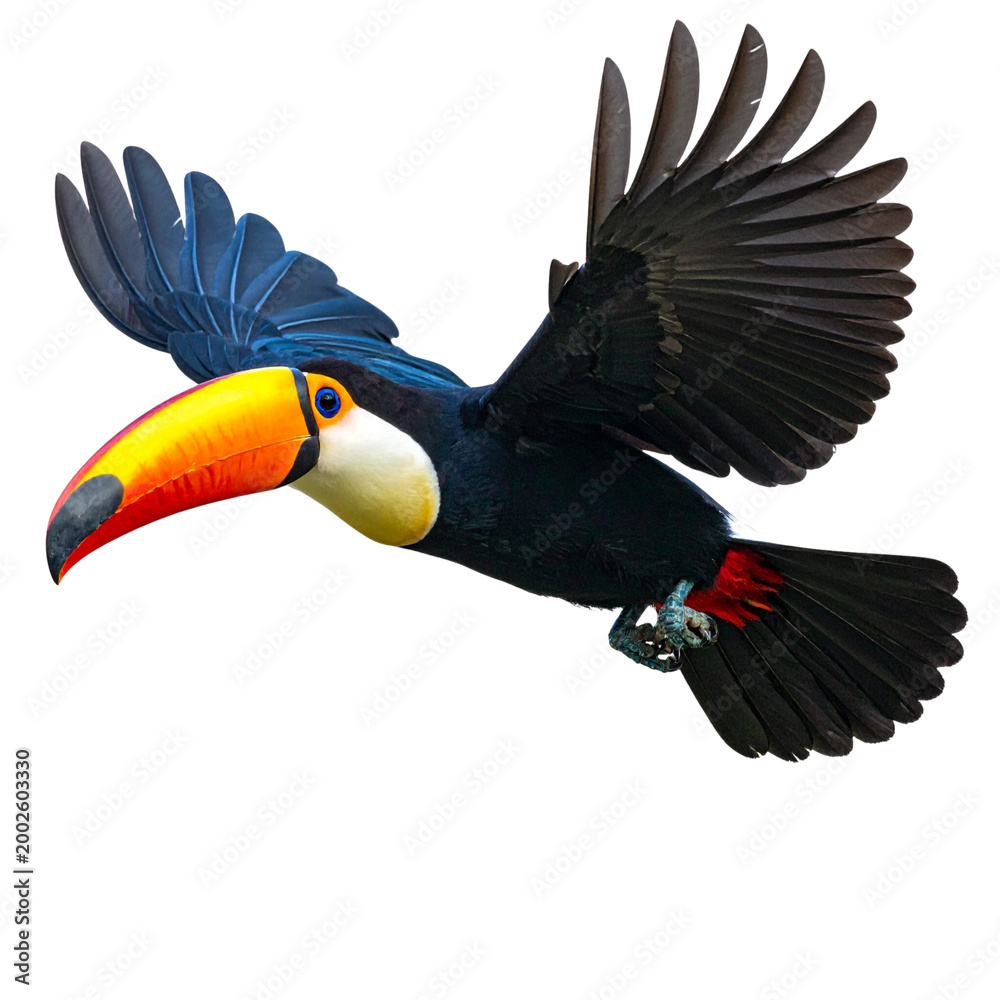 Fototapeta premium An exotic tropical toucan with a colorful yellow bill and black feathers isolated on a white background in a vibrant wildlife vector style