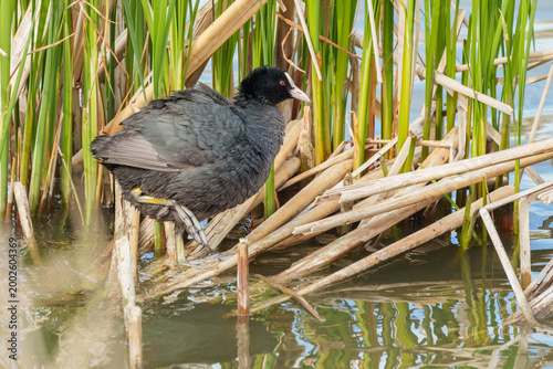 Eurasian coot perched on a reed nest at a lake in Friemar, Thuringia, Germany
