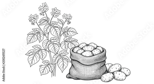 Detailed line art illustration of a blooming potato plant next to a rustic burlap sack overflowing with fresh potato tubers.