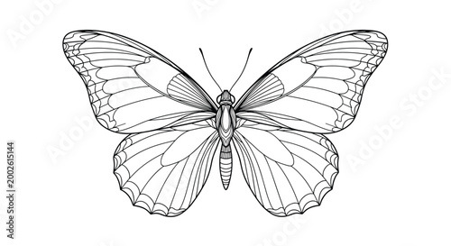 Butterfly insect with beautiful patterned wings vintage style hand drawn engraving illustration on white background for nature art.