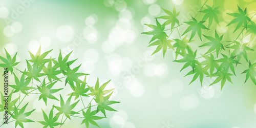 Fresh green maple leaves on a bright bokeh background