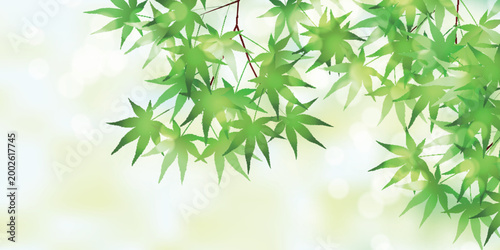 Beautiful fresh green maple leaves in early summer