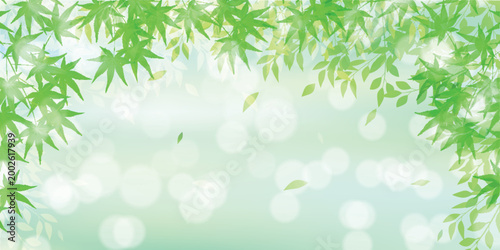 Beautiful fresh green maple leaves summer background