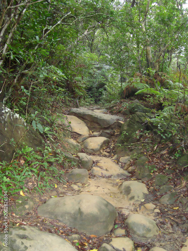 Hiking trail in Iriomote island Mangrove forest 