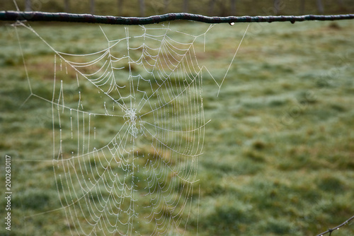 Spider web glistening with morning dew captured during a serene mountain hike