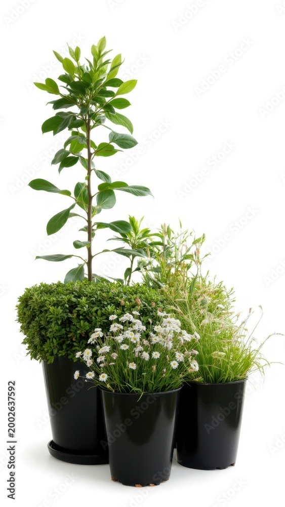 Fototapeta premium Three black pots of lush greenery and small flowering plants