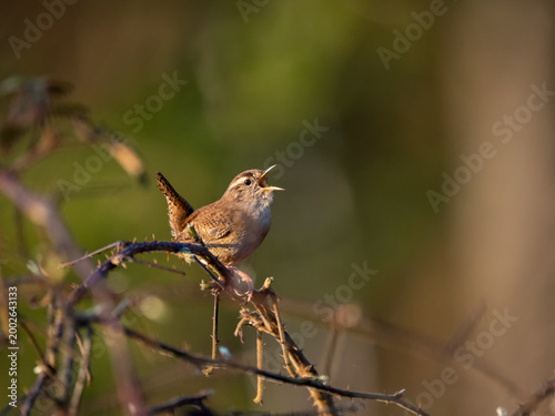 Zaunkönig, Troglodytes troglodytes