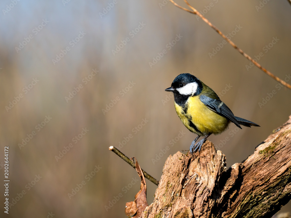 Obraz premium Kohlmeise, Parus major 