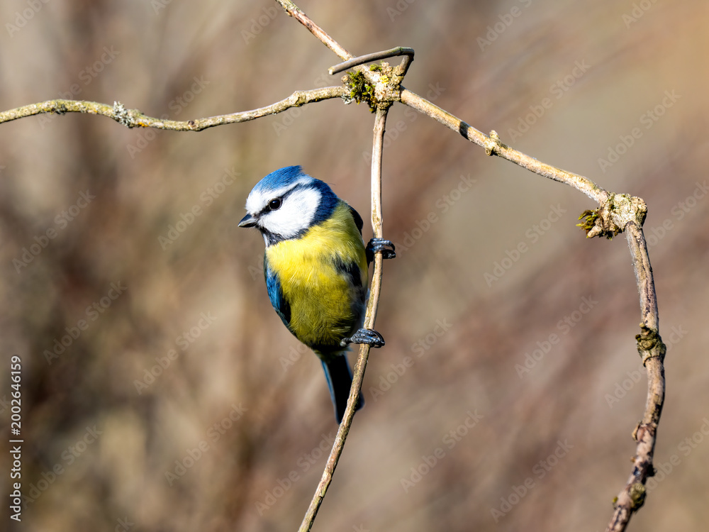 Obraz premium Blaumeise, Cyanistes caeruleus