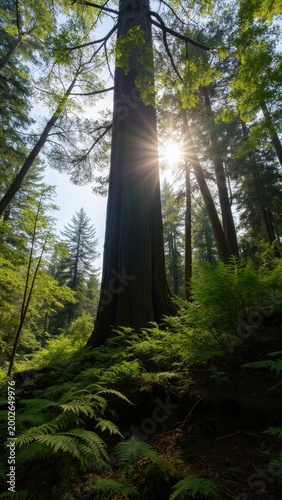 A tall tree casting a dappled shadow with sunbeams streaming through the foliage on a clear day.