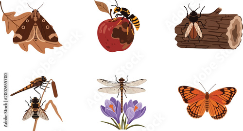 Collection of insects and bugs on natural elements vector illustration of nature and wildlife for educational or design purposes isolated on white