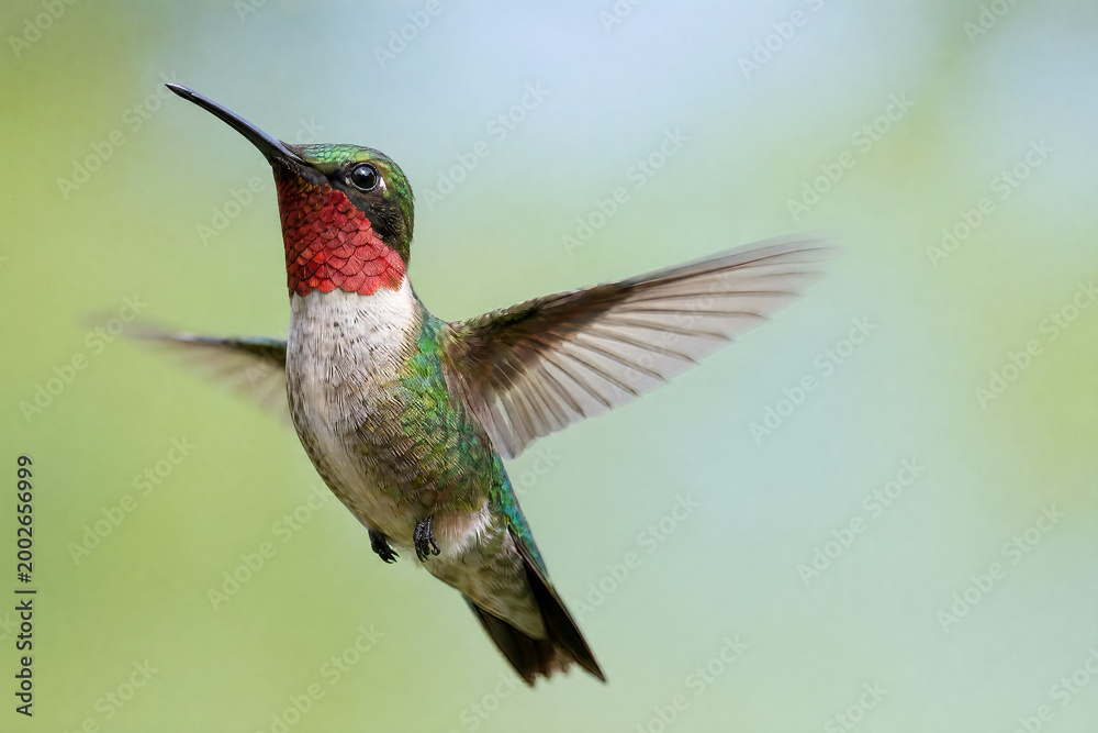 Fototapeta premium Ruby-throated hummingbird in flight with red gorget and green iridescent plumage