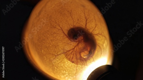 Close-up of a fertilized egg showing an embryo with visible veins and structures illuminated from below