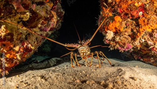 Spiny Lobster with Extended Antennae Hiding Amongst Colorful Coral Reefs Underwater