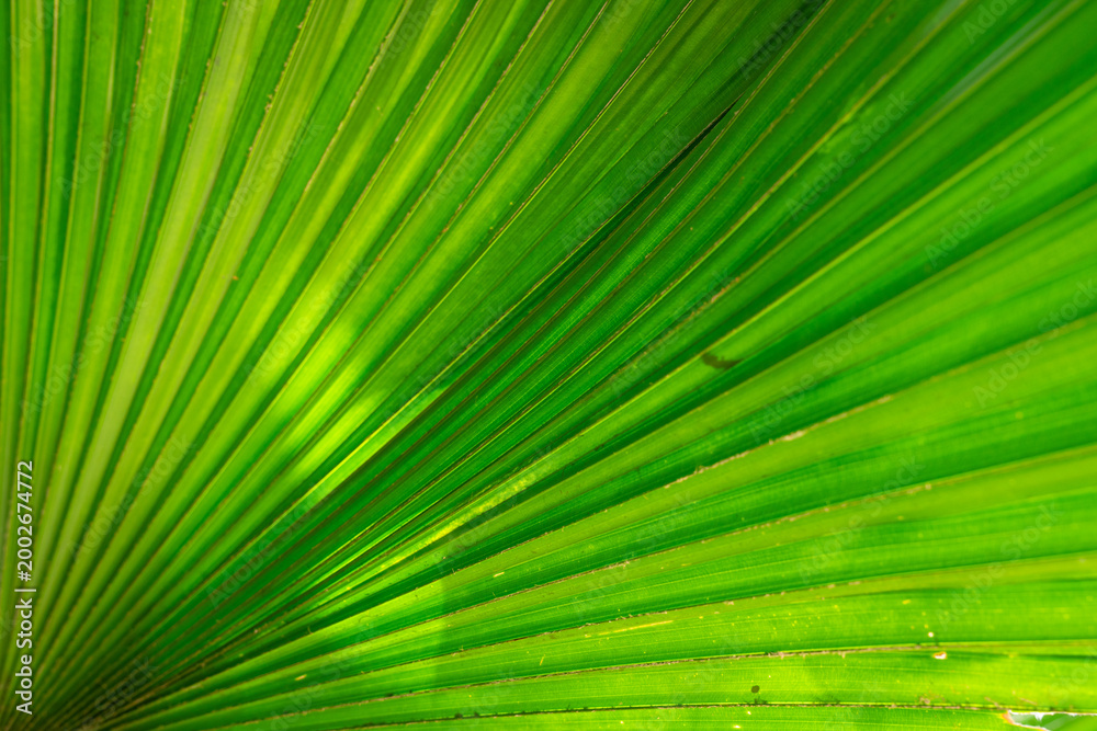 Obraz premium Green palm leaf texture background with diagonal lines, tropical nature pattern for design, fresh minimal organic backdrop