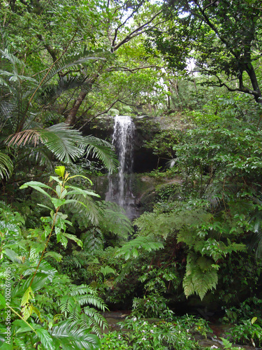 Small waterfall in the thicket of mangrove forest on Iriomote island