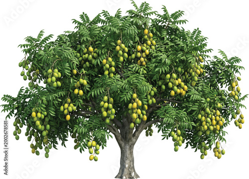 Hog plum tree with fruits