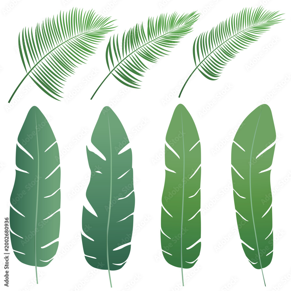 Fototapeta premium Collection of various tropical palm and banana leaves
