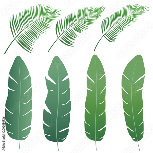 Collection of various tropical palm and banana leaves