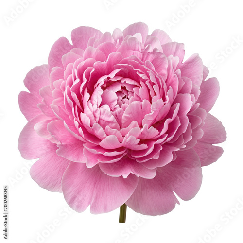 Tableau sur toile Large blooming pink peony flower head