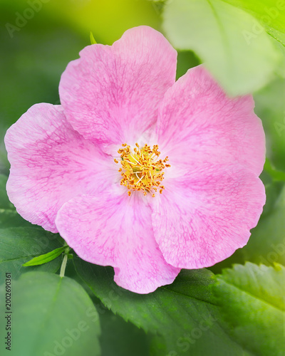 rosehip flower, prickly rose (Rosa acicularis).