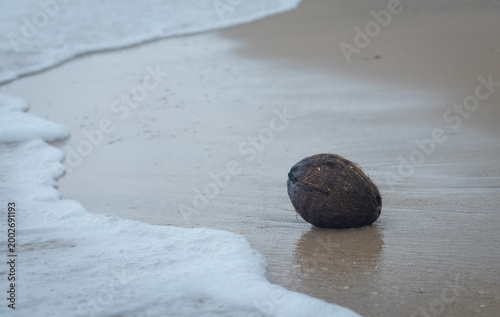 Brown coconut on wet sandy beach with soft ocean waves