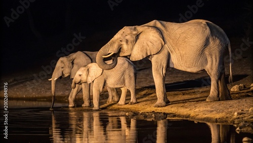The elephant family find drinking water at night, Hwange National Park, Zimbabwe. 
