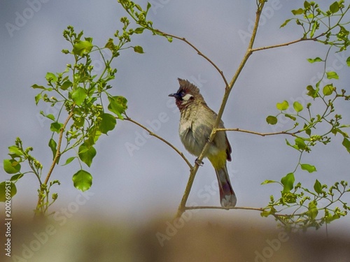 Himalayan Bulbul a species of songbird