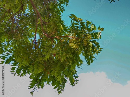 the leaves and small fruits of a Neem tree