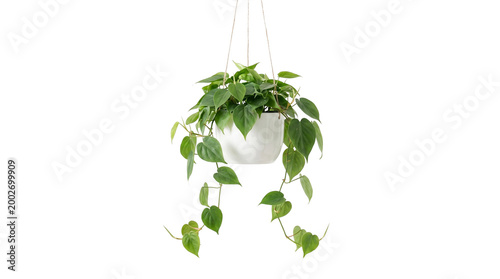 Beautiful heartleaf philodendron houseplant in a white hanging pot for modern home interior decoration and fresh indoor greenery lifestyle isolated
