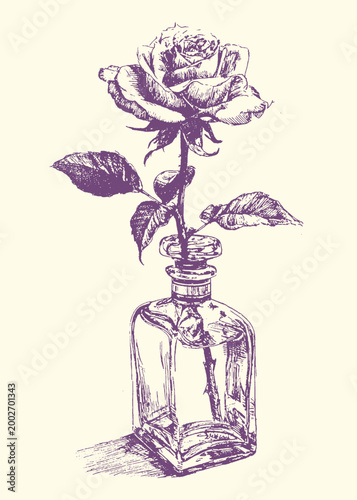 Detailed vintage vector illustration of a single rose in a clear glass bottle with water and shadow graphic design