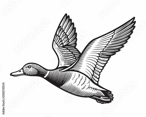 Mallard duck in flight black and white etching style illustration