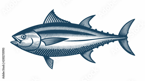 Vintage engraving style tuna fish illustration on white background