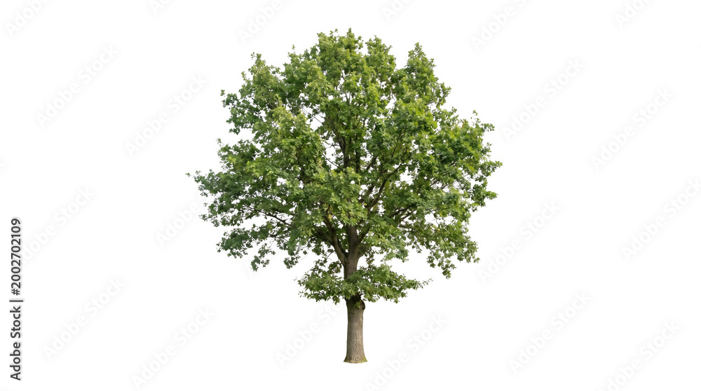 Fototapeta premium Full grown green oak tree with dense lush foliage and strong trunk for outdoor landscape garden design architectural 3D visualization and park environment isolated