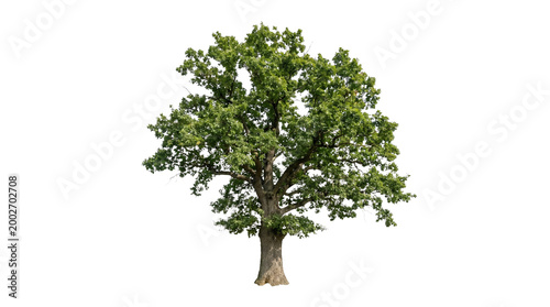 Large majestic green oak tree with dense lush foliage and thick trunk for outdoor landscape garden design architectural 3D visualization and park environment isolated