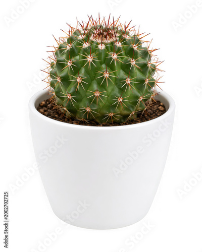 Green cactus in a white pot with brown soil and thorns isolated on transparent background
