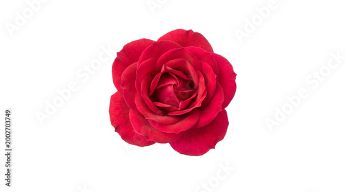 Beautiful blooming red rose flower with vibrant velvet petals for romantic Valentine's Day gift, wedding decoration, and botanical nature art isolated on black