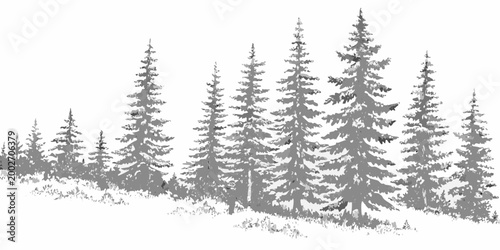 Pine trees silhouette against white background detailed drawing