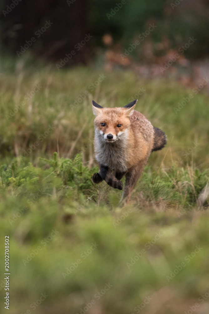 Fototapeta premium Cute Red Fox, Vulpes vulpes in fall forest. Beautiful animal in the nature habitat. Wildlife scene from the wild nature. Red fox running in orange autumn leaves