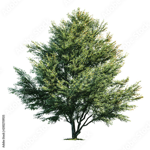 Tableau sur toile Lush Alder Tree on Transparent Background, PNG File for Designs