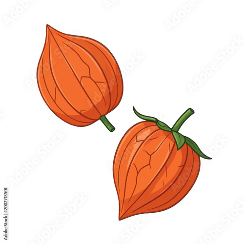 Two Orange Physalis Fruits with Green Stems Vector Illustration, Isolated Transparent Background for Food Design and Packaging