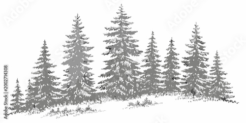 Evergreen pine trees drawing on white background