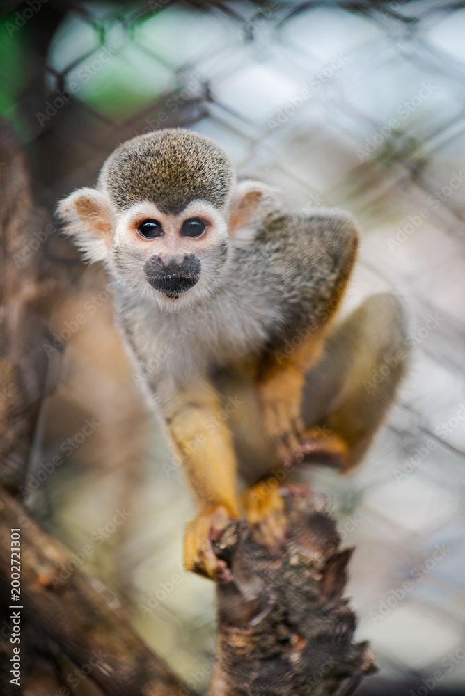 Fototapeta premium Cute squirrel monkey (Saimiri sciureus) perched on a branch in an enclosure