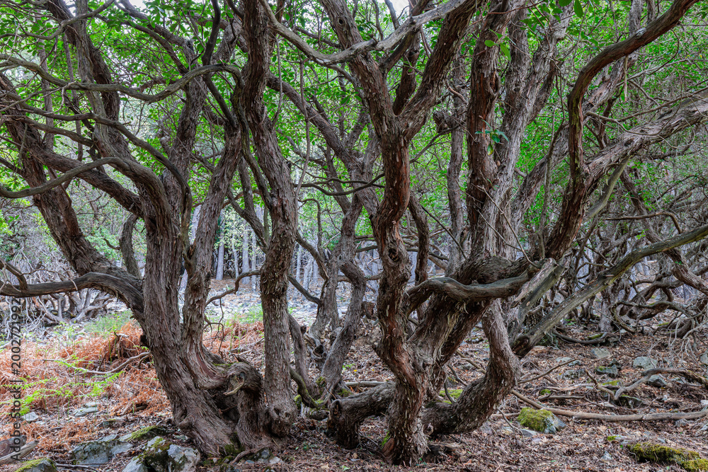 Obraz premium Arbutus unedo. Strawberry tree, detail of the trunks with their scaly bark.